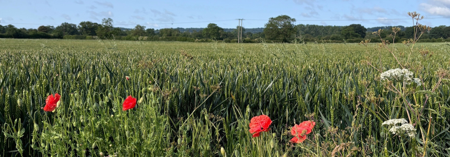 Cottage Field June