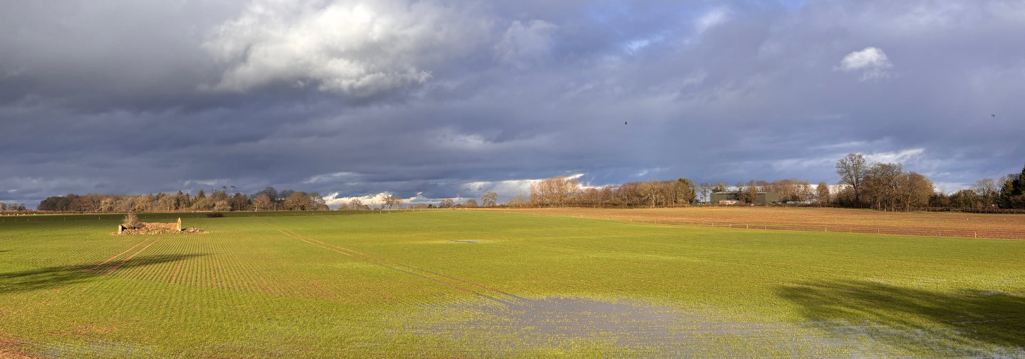 Winter wheat planted October 25