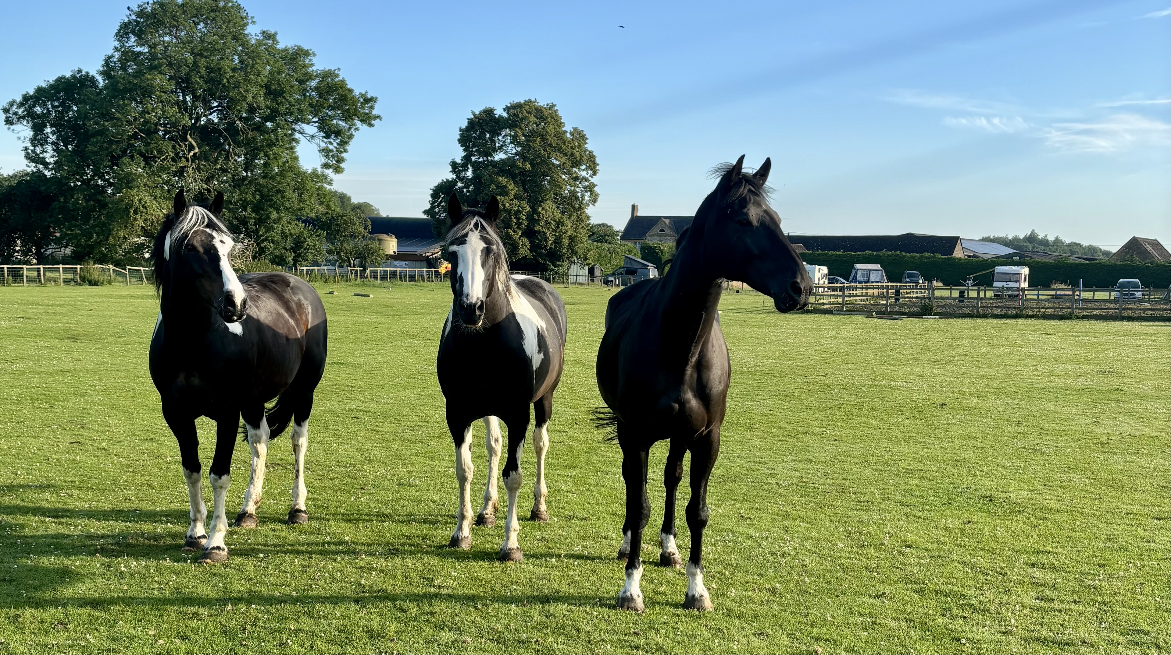 Horses