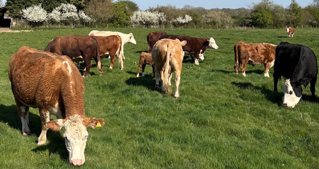 Cattle