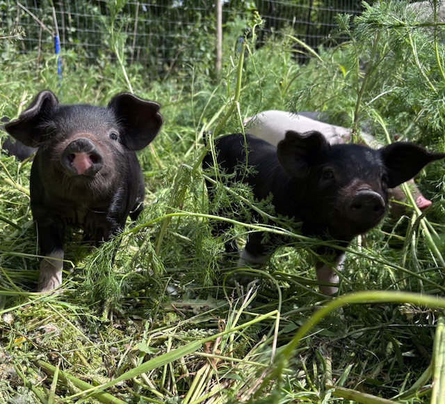 Piglets