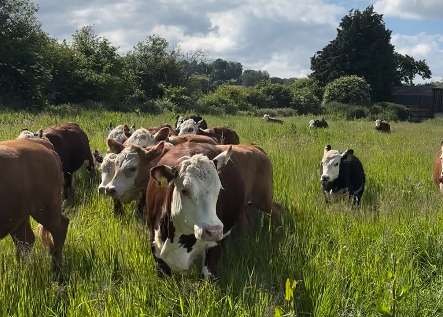 Cows in fresh pasture