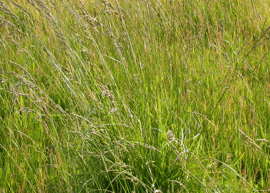 Meadow Fescue