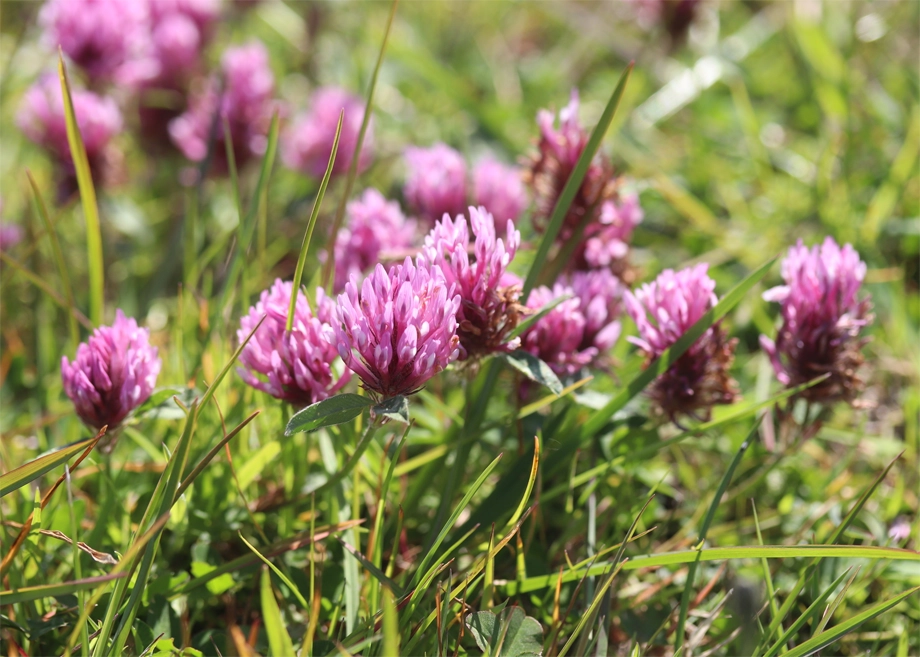 Red Clover