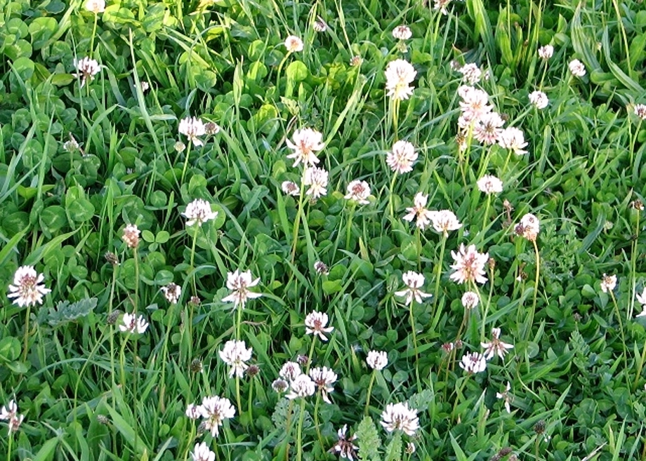 White clover