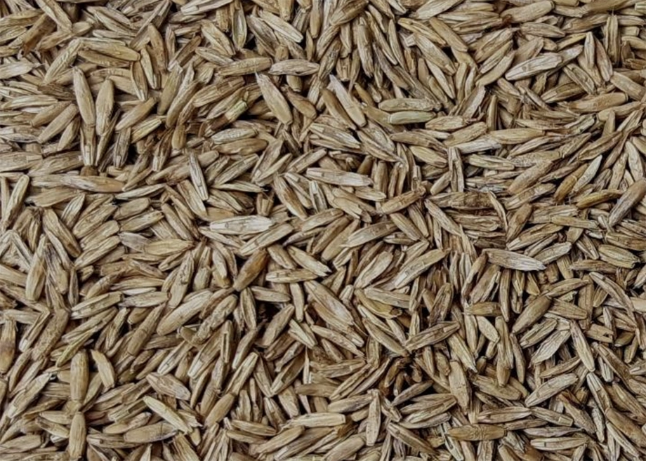 Permanent ryegrass