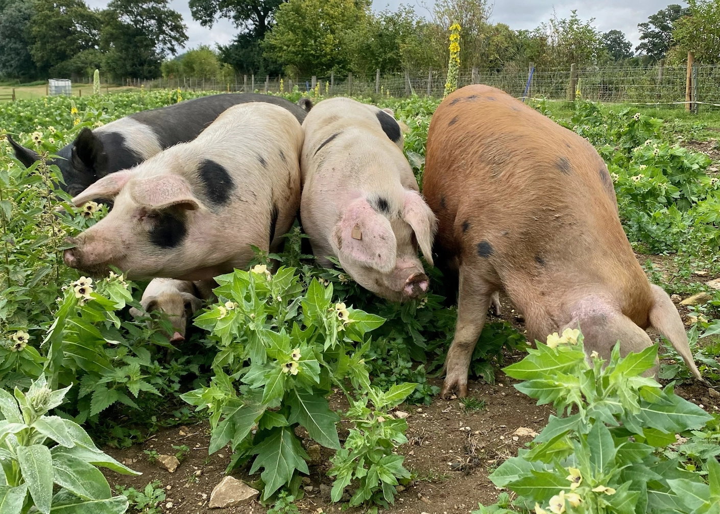 Happy pigs